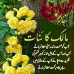 Nasir Khan Profile Picture